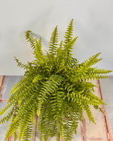 Nephrolepis exaltata (Boston Fern) - Plant Daddy