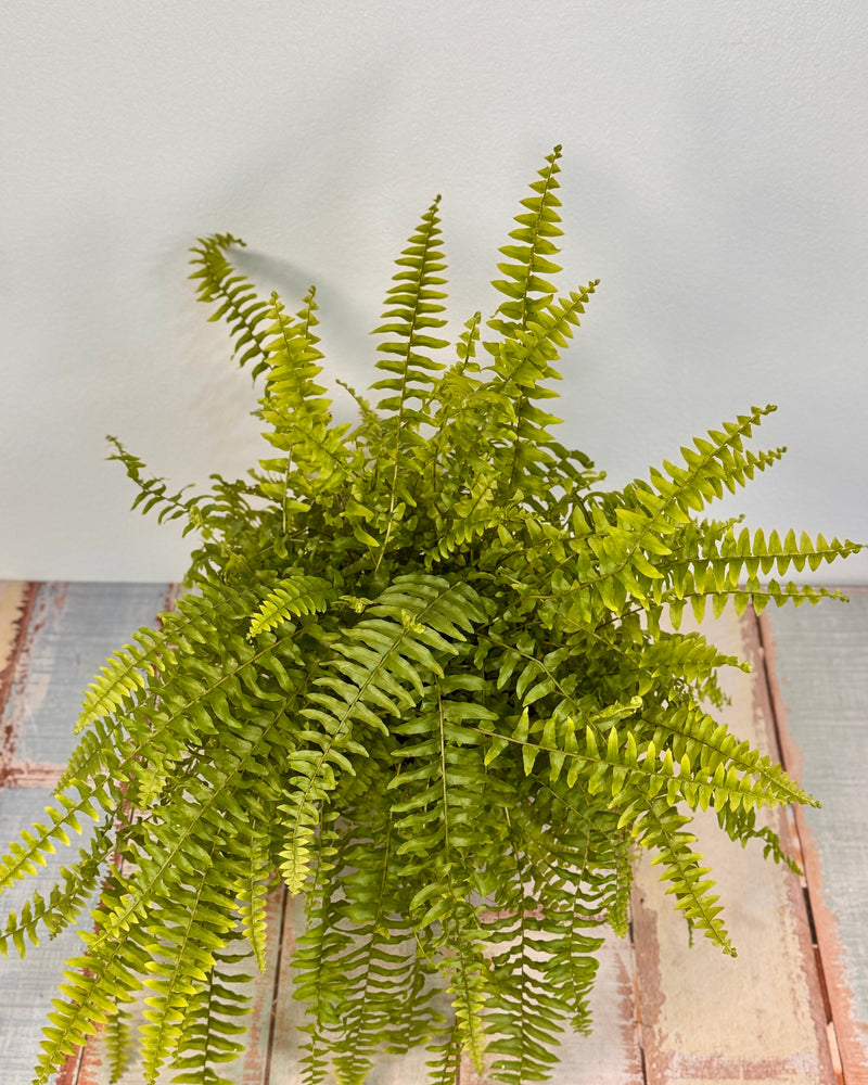 Nephrolepis exaltata (Boston Fern) - Plant Daddy