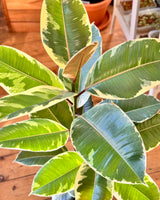 Ficus elastica ‘Tineke’ (Rubber plant)