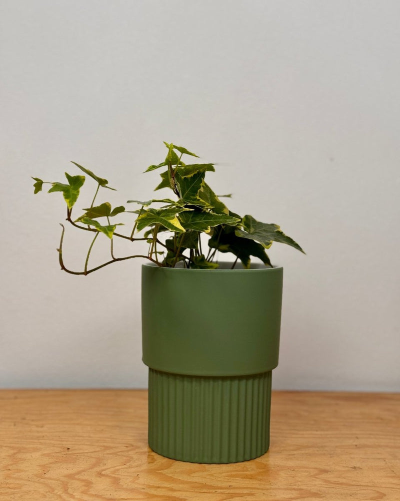 Petra Ceramic Pot - Plant Daddy