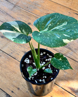 Monstera ‘Thai Constellation’