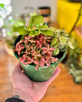 Mini Garden - Homemade - Plant Daddy