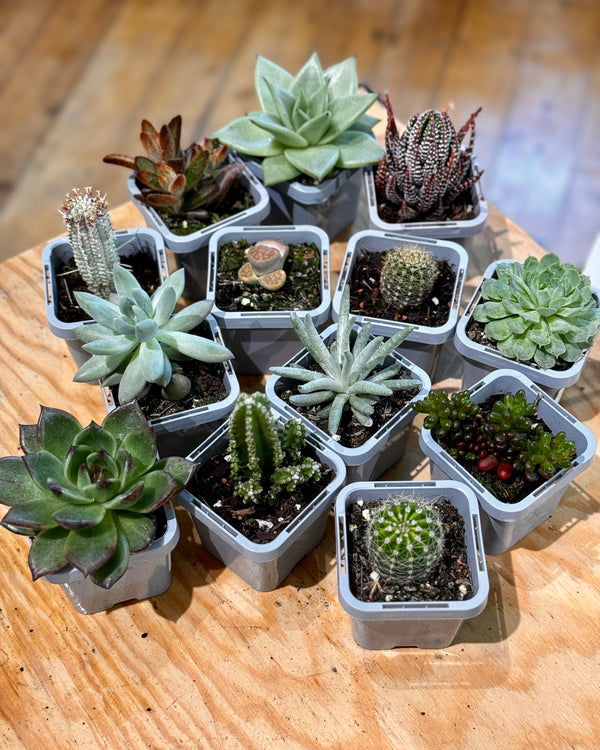 Little Cacti & Succs