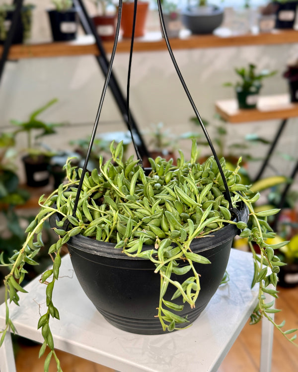 Senecio radicans 'String of Bananas'