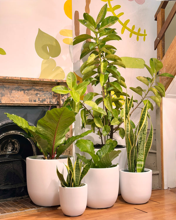 Milano Lightweight Pot