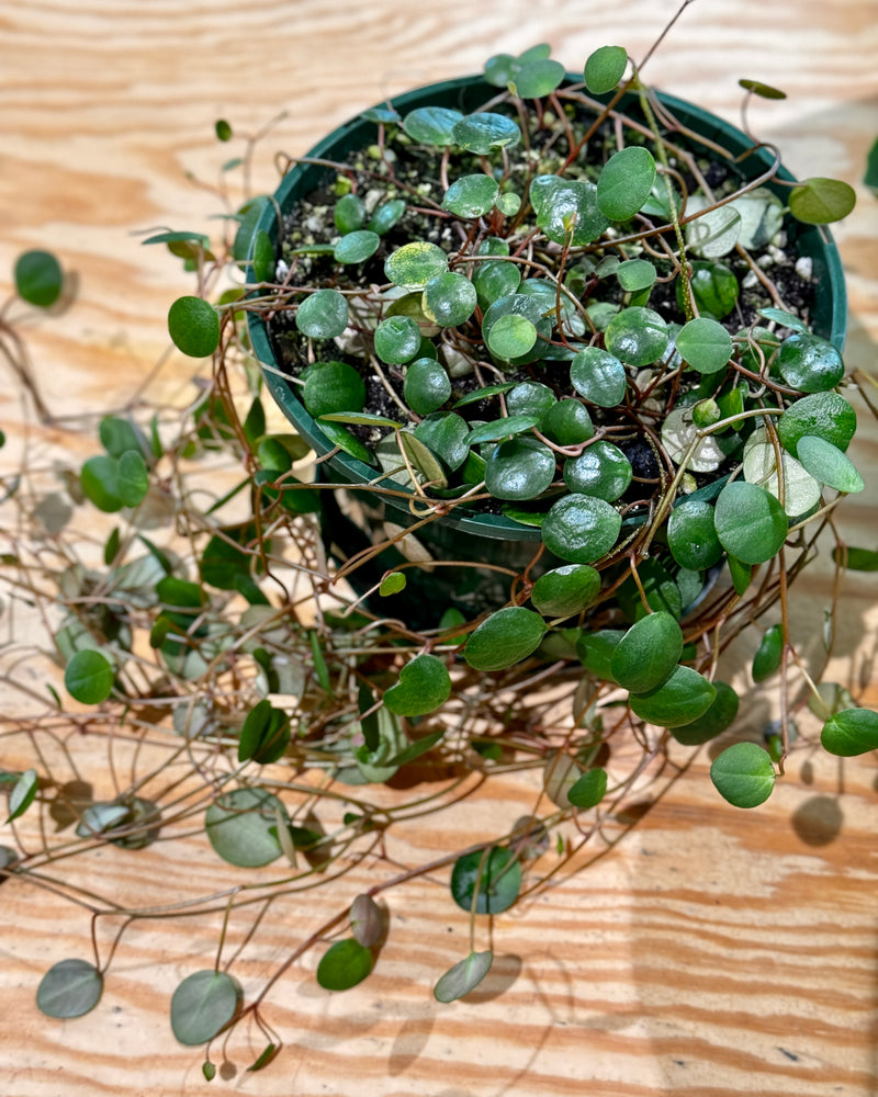 Peperomia ‘Pepperspot’