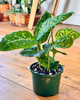 Dieffenbachia 'Reflector'