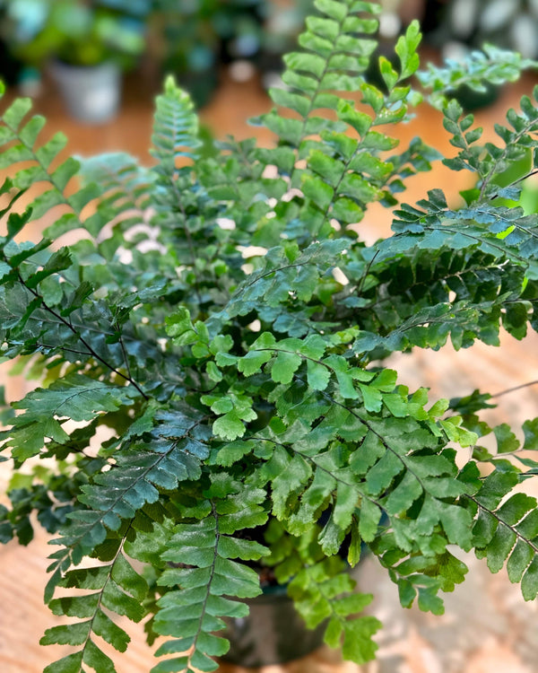 Adiantum hispidulum (rough maidenhair)