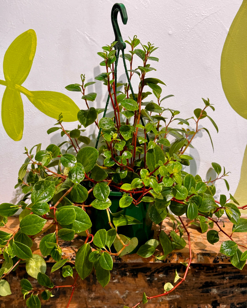 Peperomia cubensis