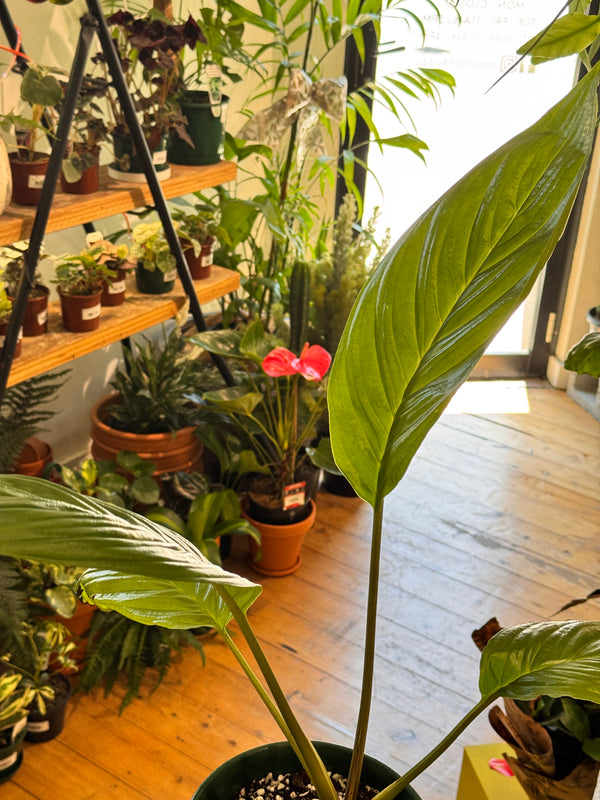 Tacca chantrieri (Black Bat plant) - Plant Daddy