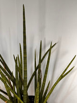 Sansevieria cylindrica - Plant Daddy