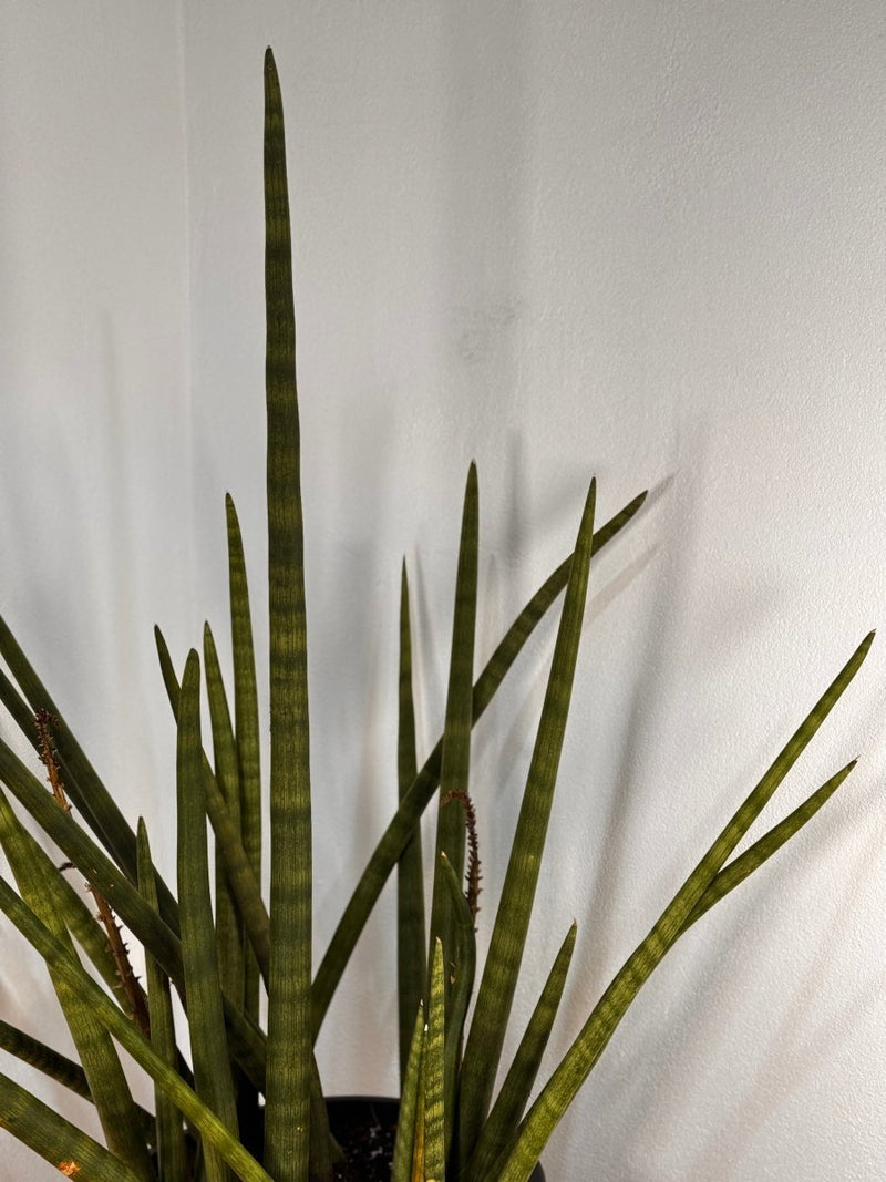 Sansevieria cylindrica - Plant Daddy