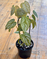 Philodendron brandtianum - Plant Daddy