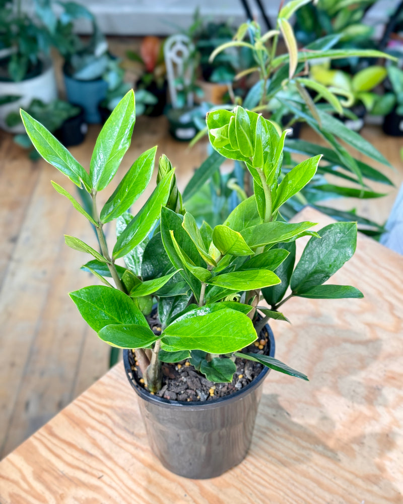 Zamioculcas zamiifolia (ZZ/ Zanzibar Gem) - Plant Daddy