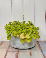 Seychelles Planter Pot