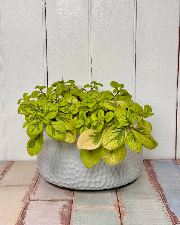 Seychelles Planter Pot