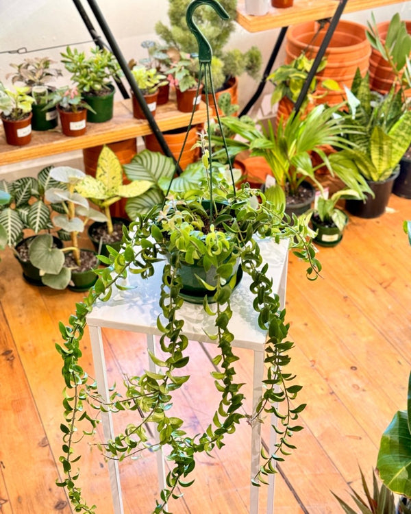 Aeschynanthus ‘Curly’ (Lipstick plant) - Plant Daddy