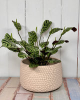 Seychelles Planter Pot