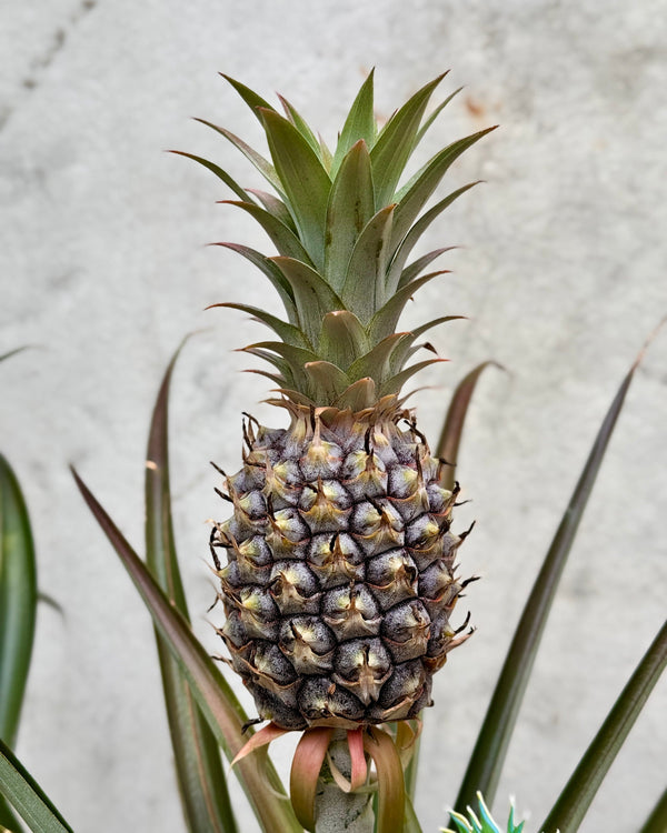 Ananas bracteatus (Pineapple)