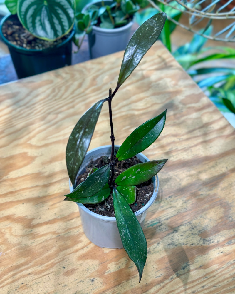 Hoya pubicalyx ‘Silver Splash’