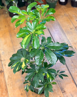 Schefflera 'Variegata' - Plant Daddy