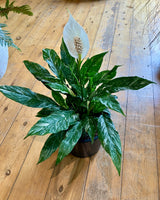 Spathiphyllum ‘Jet Diamond’ - Plant Daddy