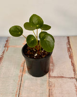 Pilea peperomiodes (Chinese Money Plant) - Plant Daddy
