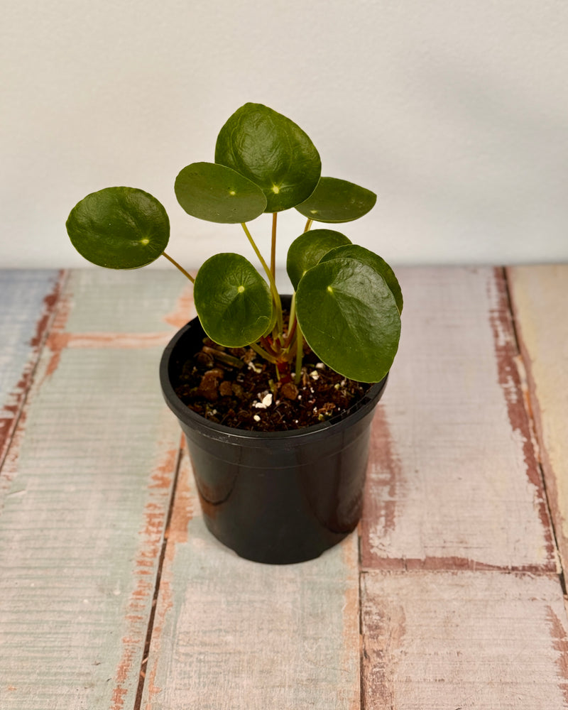 Pilea peperomiodes (Chinese Money Plant) - Plant Daddy