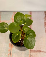 Pilea peperomiodes (Chinese Money Plant) - Plant Daddy