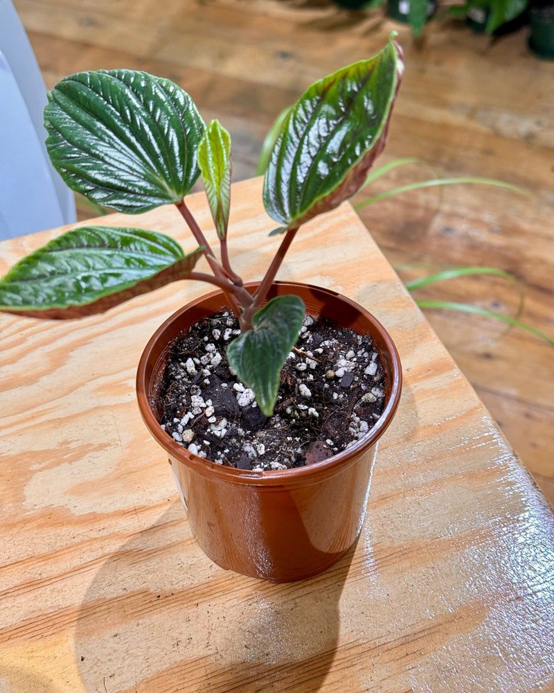 Peperomia rugosa 'Ecuador' - Plant Daddy