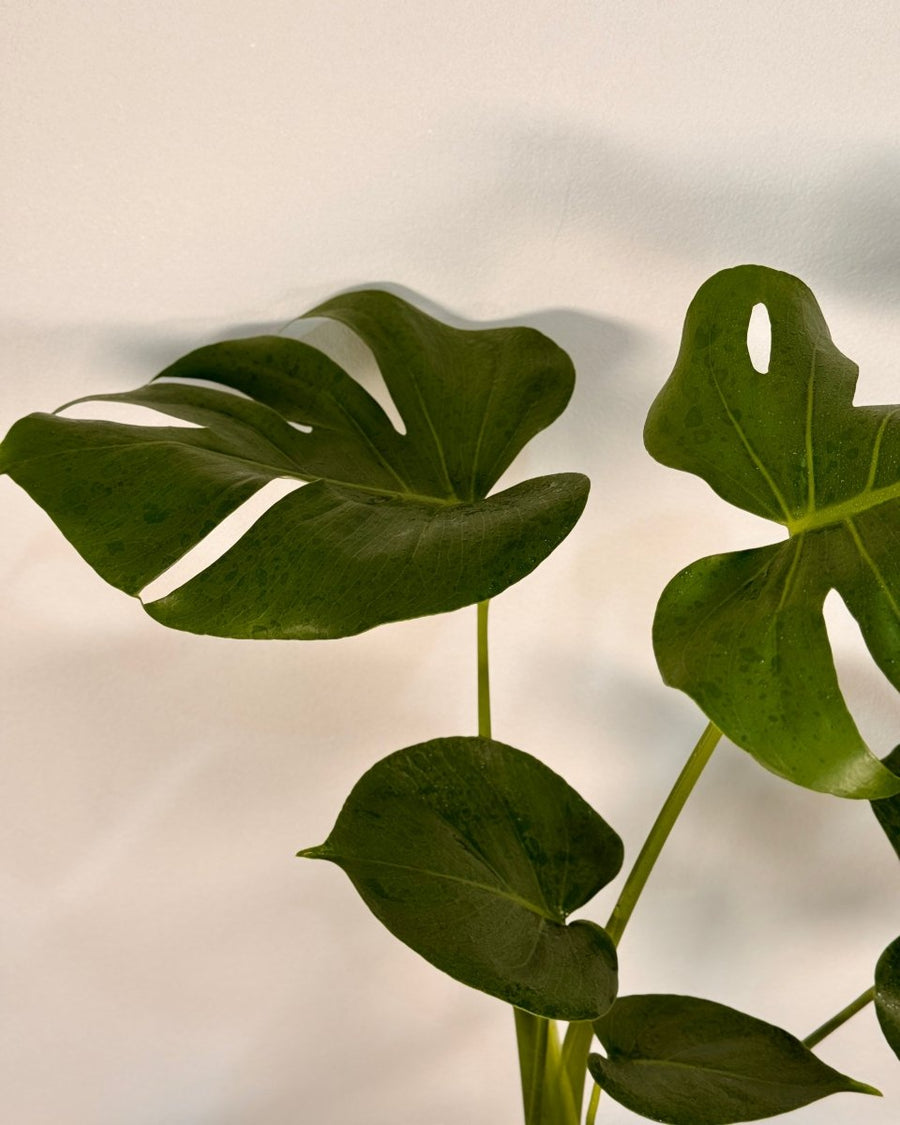 Monstera deliciosa Fruit Salad Plant | Indoor Tropical Climber Sydney