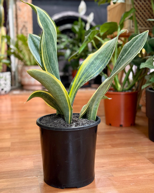 Sansevieria masoniana variegata (Variegated Whale Fin)