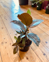 Ficus elastica ‘Tineke’ (Rubber plant) - Plant Daddy