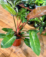 Philodendron ‘Prince of Orange’ - Plant Daddy