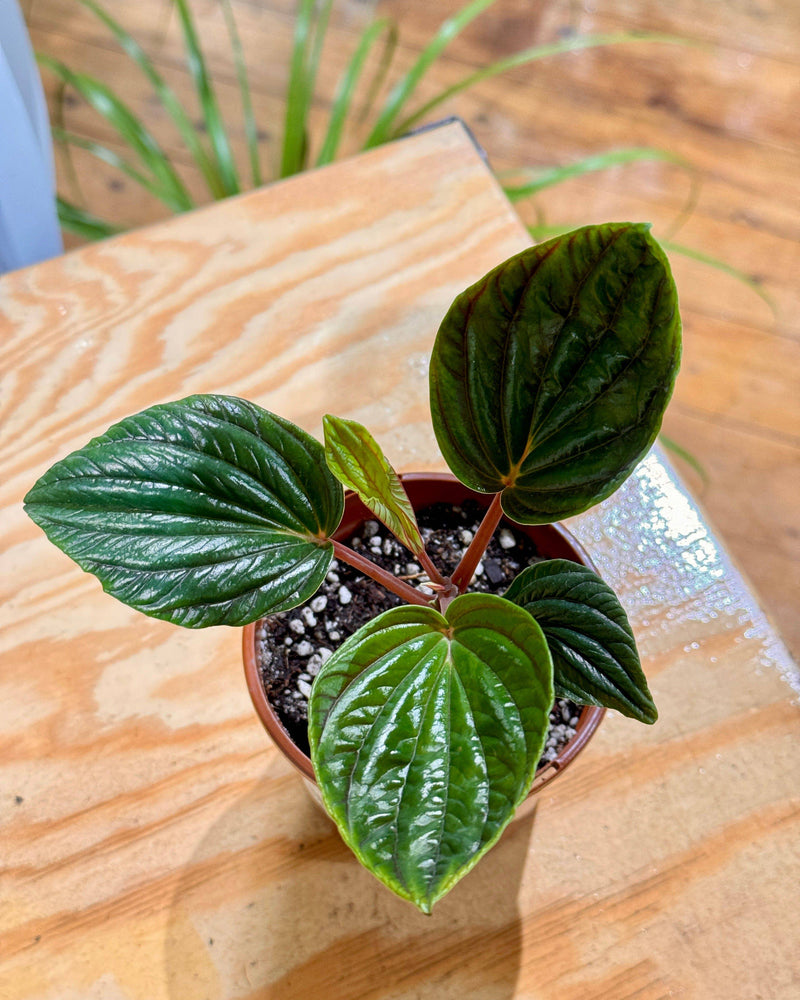 Peperomia rugosa 'Ecuador' - Plant Daddy