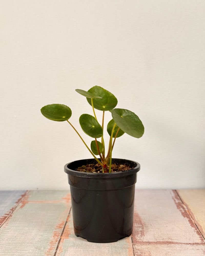Pilea peperomiodes (Chinese Money Plant) - Plant Daddy