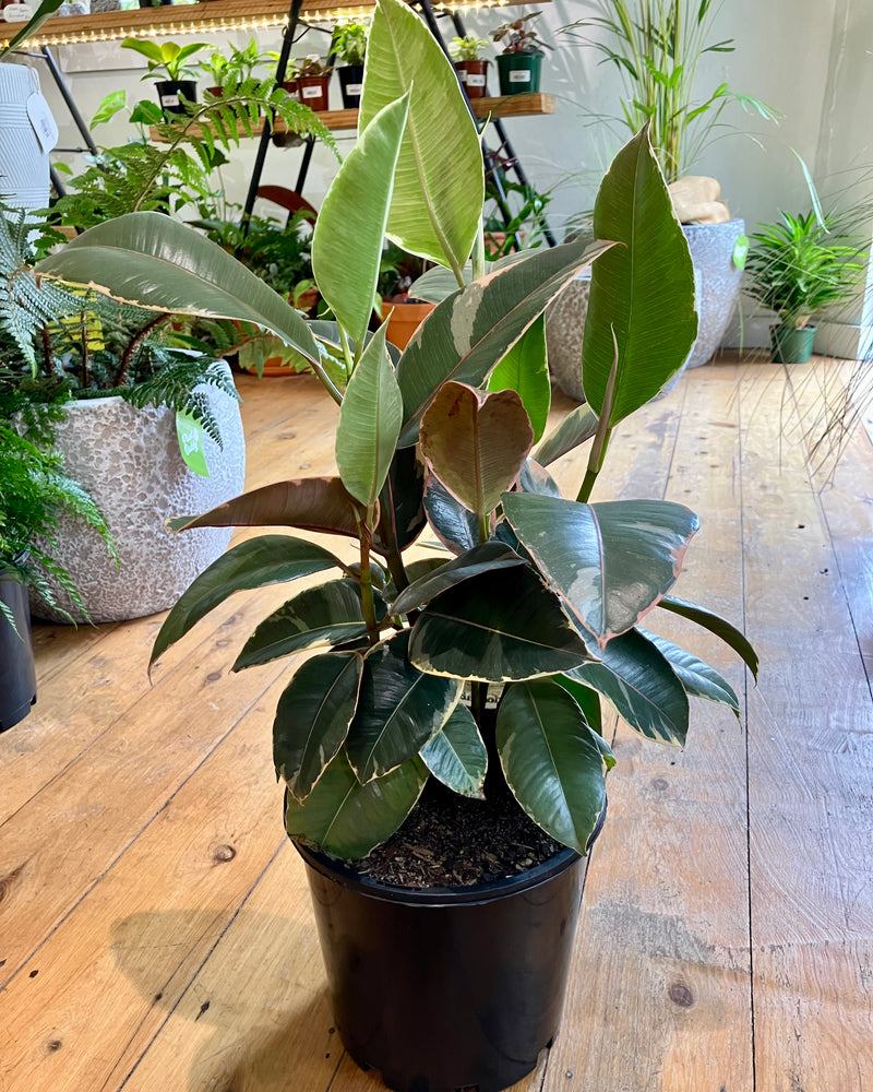 Ficus elastica ‘Tineke’ (Rubber plant) - Plant Daddy