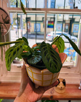 Maranta ‘Massangeana’ - Plant Daddy