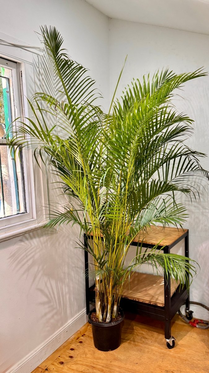 cane palm indoor plant Dypsis lutescens (Golden Cane Palm)