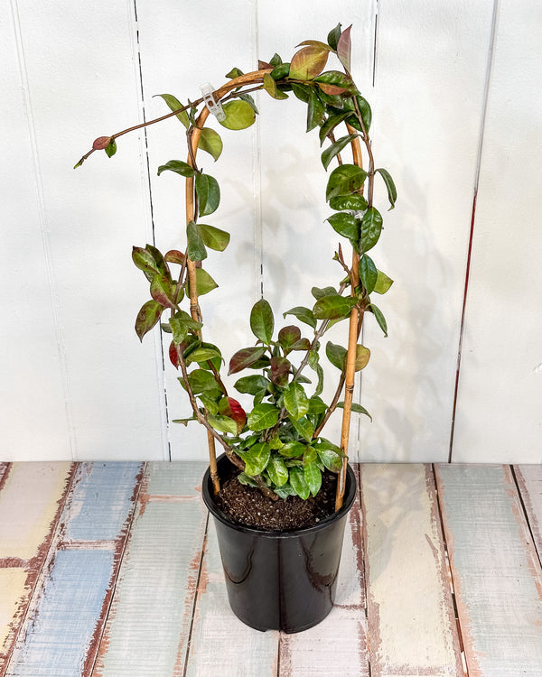 Star Jasmine (Trachelospermum jasminoides)