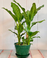 Dieffenbachia Tropic Tiki (Dumb Cane Plant)