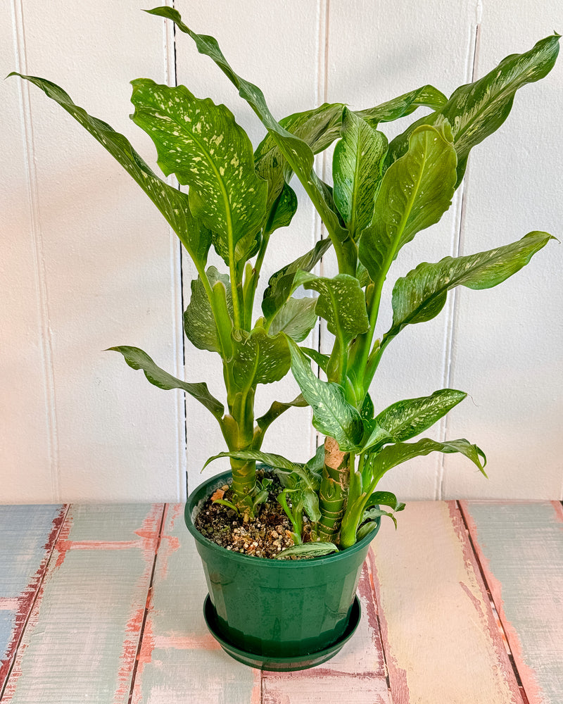 Dieffenbachia Tropic Tiki (Dumb Cane Plant)