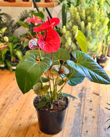 Anthurium andraeanum 'Flamingo flower' - Plant Daddy