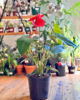 Anthurium andraeanum 'Flamingo flower' - Plant Daddy