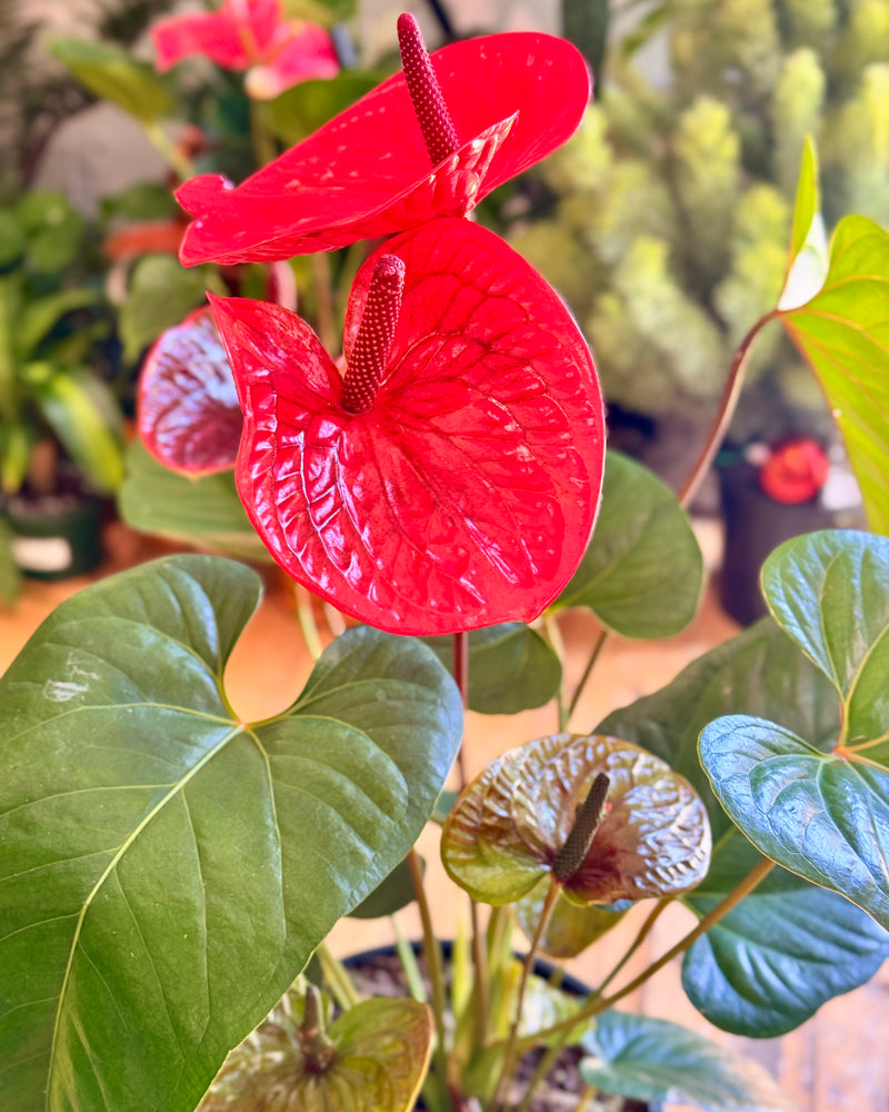 Anthurium andraeanum 'Flamingo flower' - Plant Daddy