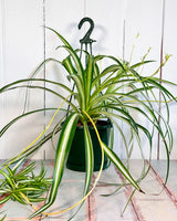 Spider Plant (Chlorophytum comosum vittatum)