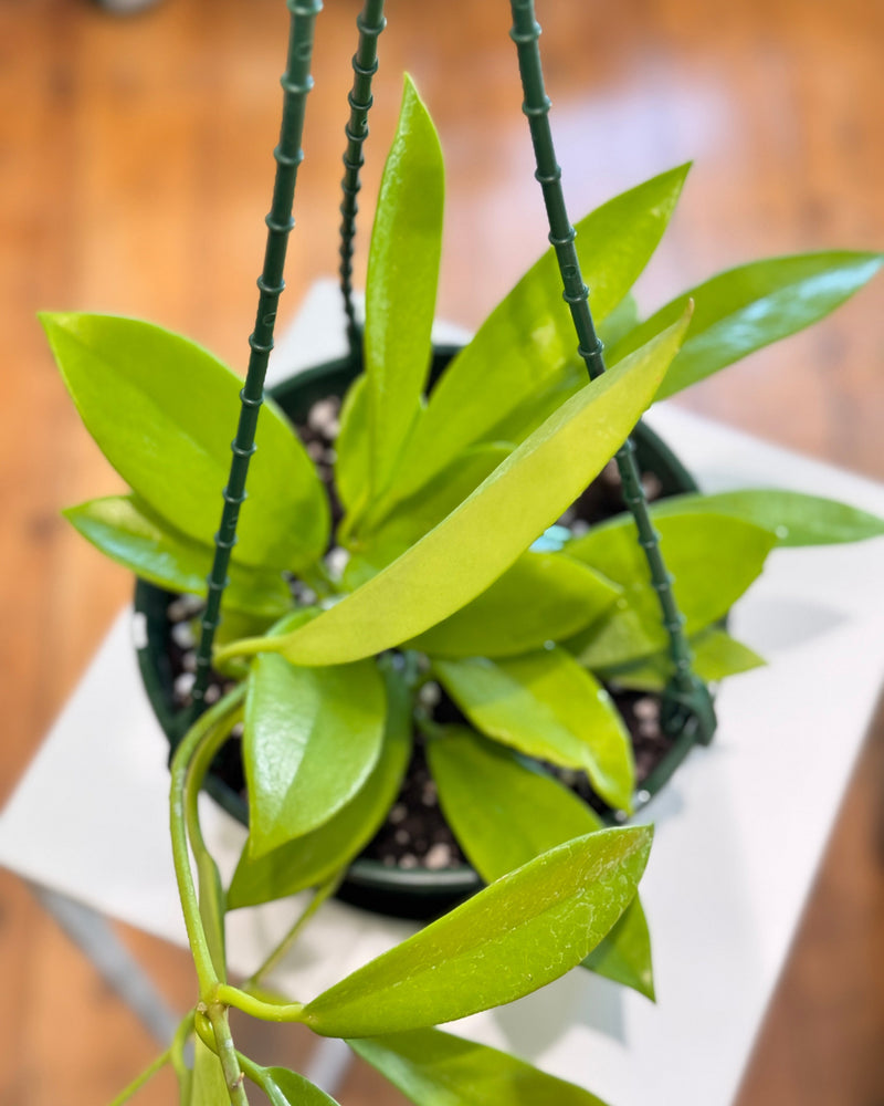 Hoya pubicalyx ‘White'