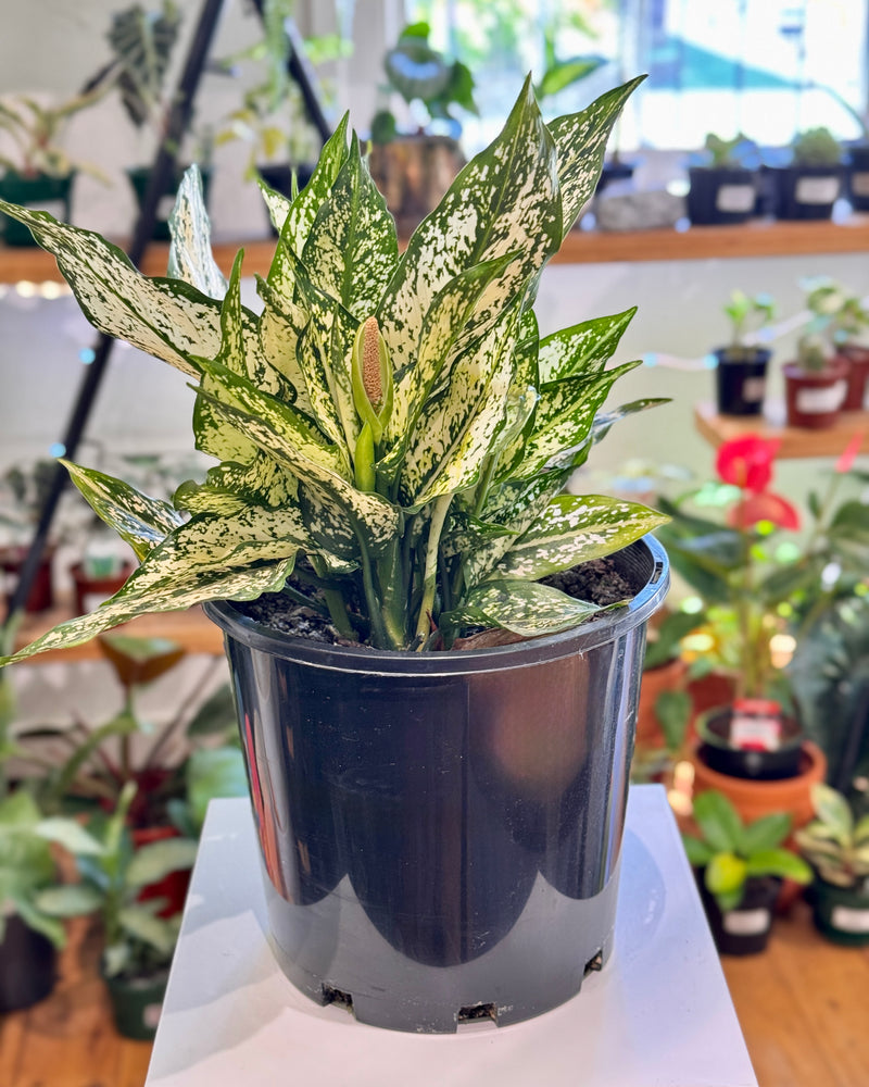 Aglaonema ‘Thai Snowflake’ - Plant Daddy