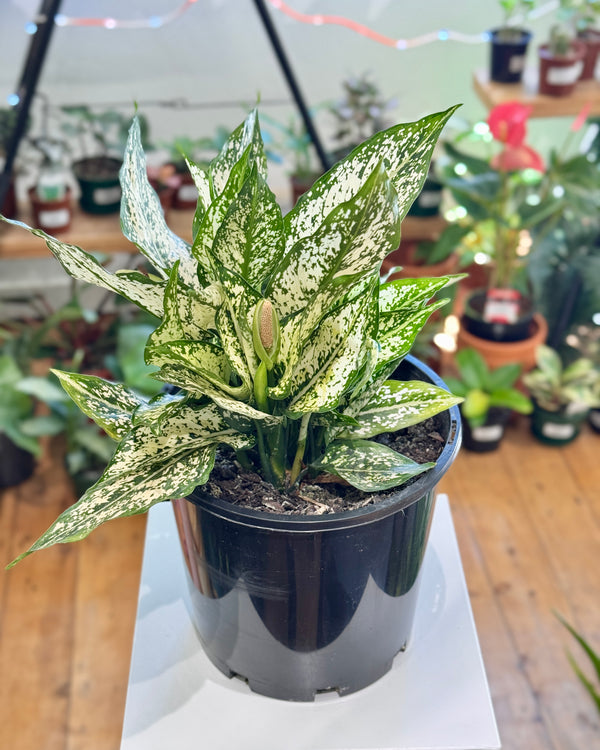 Aglaonema ‘Thai Snowflake’ - Plant Daddy