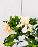 Gardenia White Goddess